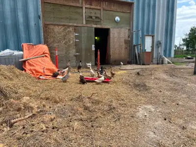 Ducks for sale, View more