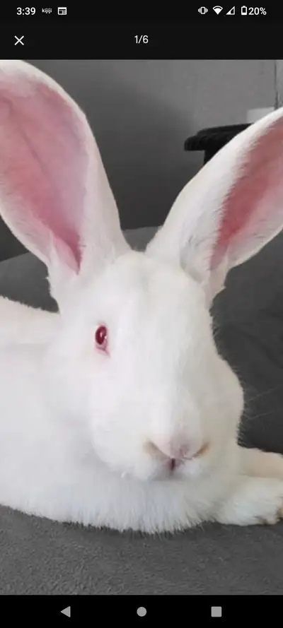 FLEMISH GIANT BUNNY, View more