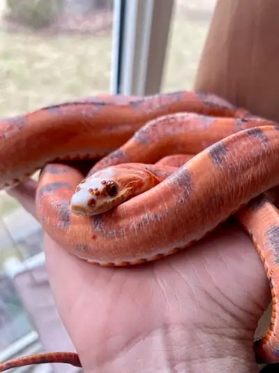 Two scaleless corn snakes Available One adult amazingly friendly inquisitive One baby learning the w...