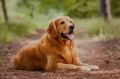 I'm an experienced dog owner offering dog sitting services. I live alone in a detached house, beside...