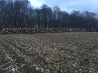 Standing Timber and Woodlots for Harvesting