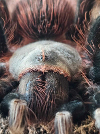 Tarantula list 