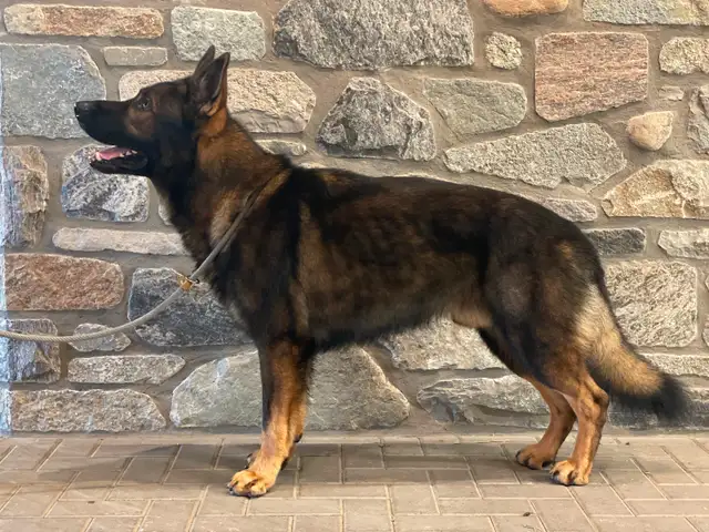DDR/Czech German Shepherd Puppies in Dogs & Puppies for Rehoming in Markham / York Region - Image 2