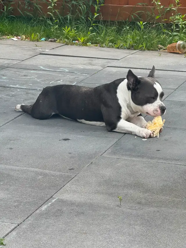 Pocket bulldog in Dogs & Puppies for Rehoming in City of Toronto - Image 5