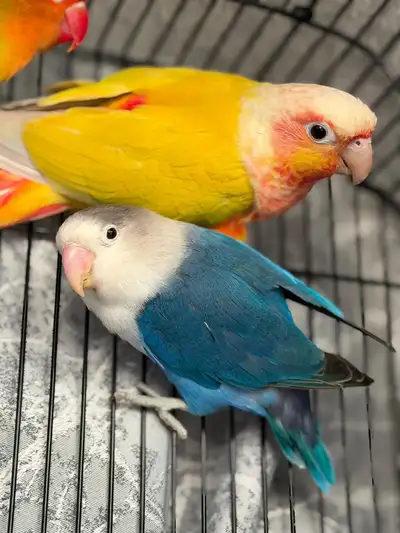 Birds Sun Cheek Conure & Turquoise Conure, View more