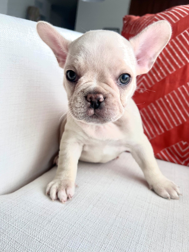 Chiots Bouledogue français  (French Bulldogs) | Lilac et Fawn dans Chiens et chiots à adopter  à Laval/Rive Nord - Image 4