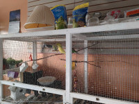 big cage. birds sold