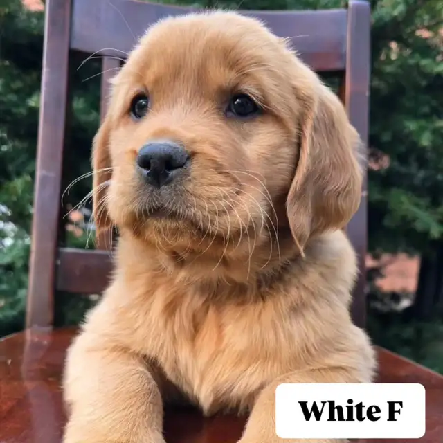 Waitlist Golden Retriever Puppies | Dogs & Puppies for Rehoming | Owen ...
