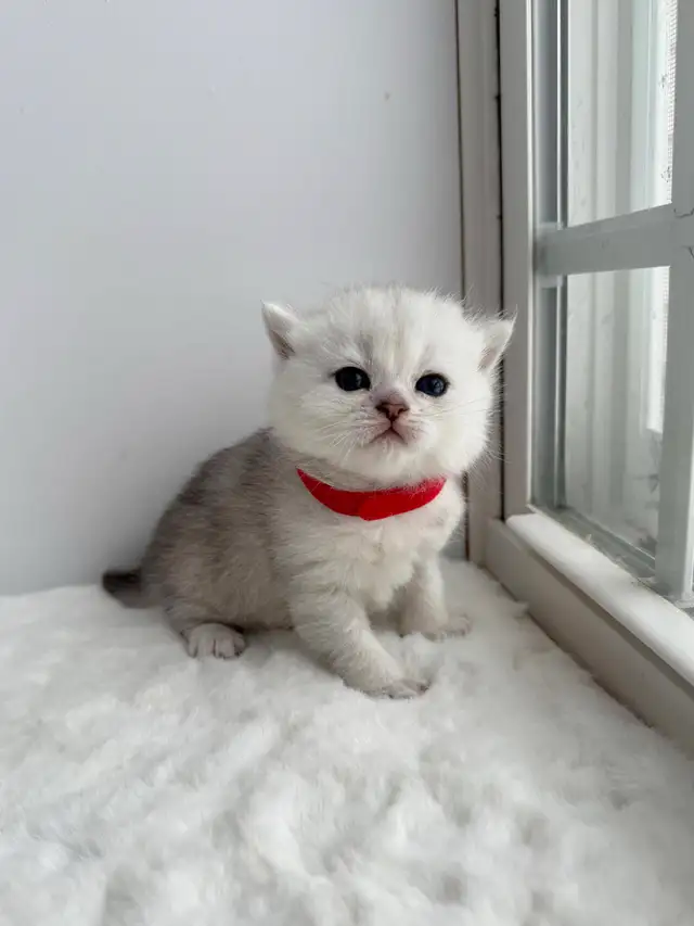 CCA &amp; CFA Registered Cattery — Rehoming BSH Kittens