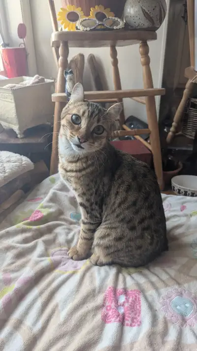 Deux beau et très fin Highland Lynx.Un mâle Marcus brun tabby Spotted oreilles légèrement courbée (...