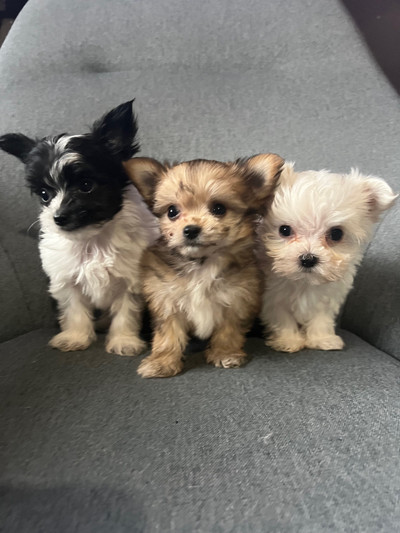3 Morkie x Chihuahua Puppies