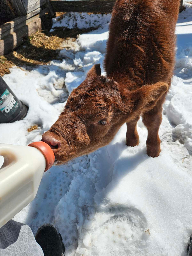 Orphan calf in Other in Nipawin