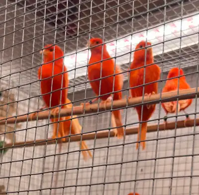 Canaries - Red Factor, View more