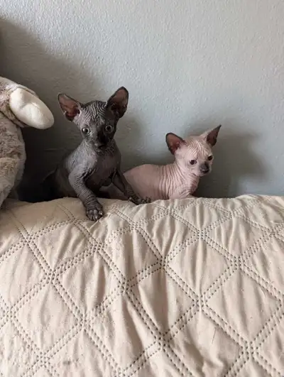 chatons sphynx 1 mâle et une femelle à réservé vermifugé, View more
