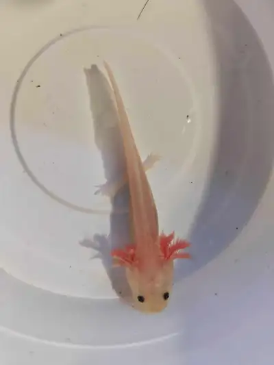 Baby Axolotls for Sale Size: 3 inches+ Leucistic: $25 each GFP Leucistic: $30 each 5 mixed color axo...