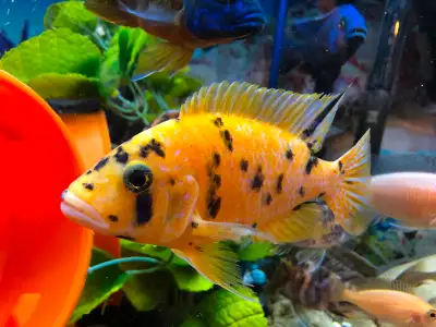 Cichlide africains  bébé à $5,514-607-7993, View more