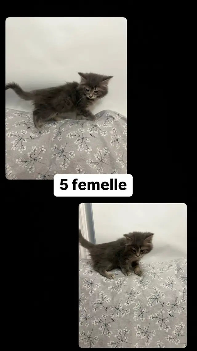 Petits chatons, bien lire description! in Cats & Kittens for Rehoming in Longueuil / South Shore - Image 6