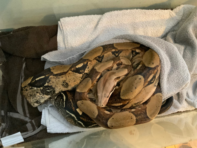 Boa constrictor in Reptiles & Amphibians for Rehoming in Norfolk County - Image 2