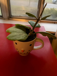 Hoya Kerri plant for Valentine's Day