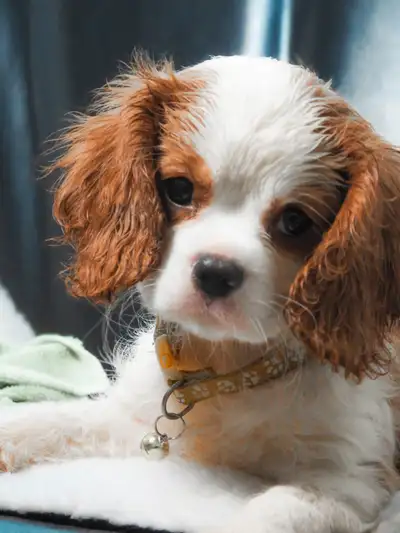Adorable Cavalier King Charles Spaniel Puppies  for Rehoming, View more
