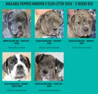 Alapaha Blue Blood Bulldog Puppies for Sale