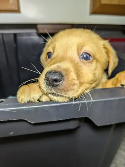 PUREBRED LAB PUPPIES FOR SALE .., View more