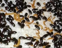Peanut Beetle Cultures for sale!