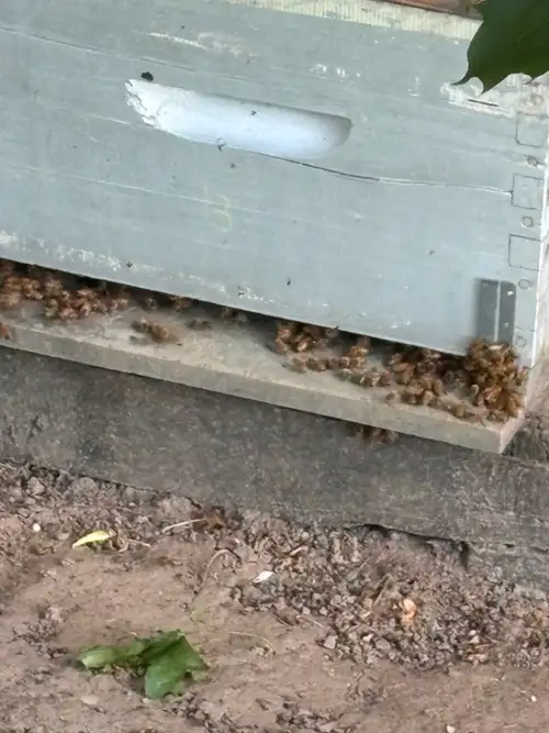 Une ruche abeille très fort sur deux hausses avec toit et plancher