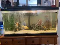 Fish tank and fish 
