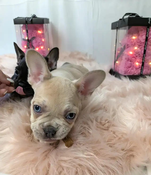 French Bulldogs for sale (fluffy carrier) low shed in Dogs & Puppies for Rehoming in Calgary - Image 2