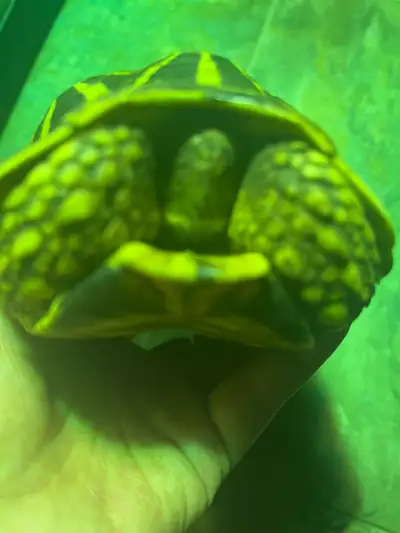 Adult Indian star tortoise , View more