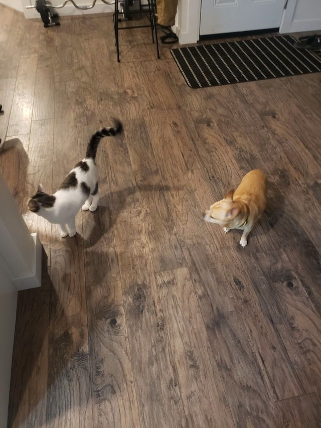 Looking for a good loving home for my cat Cats & Kittens for Rehoming