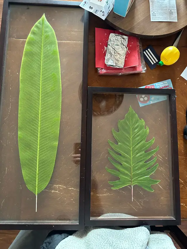 Framed Leaf Art in Home Décor & Accents in Lethbridge - Image 2