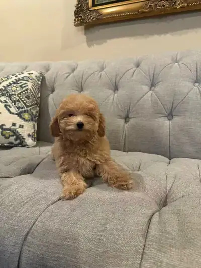 ALL PUPPIES ARE SOLD! WE WILL HAVE MORE PUPPIES IN THE FUTURE. CHECK OUR WEBSITE FOR UPDATES. We hav...