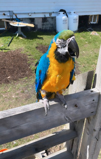 Blue Gold Macaw Male