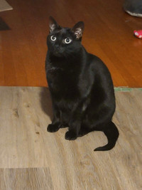 Female black cat