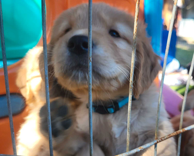 Golden Retriever Puppies  in Dogs & Puppies for Rehoming in Comox / Courtenay / Cumberland