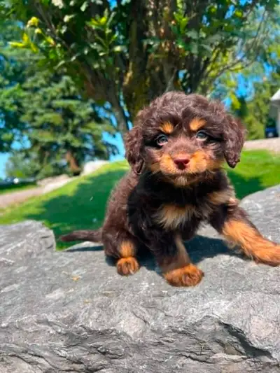 Tiny Poochi (poodle and chihuahua) puppy, View more