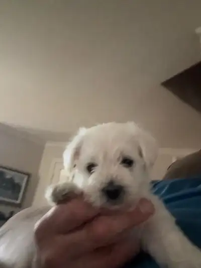 Magnifique Chiot Schnauzer miniature blanc, View more