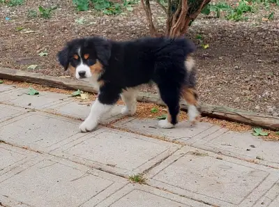 Only 4 puppies left from this litter, and they ready to go. 2 Males and 2 females who are lovable an...