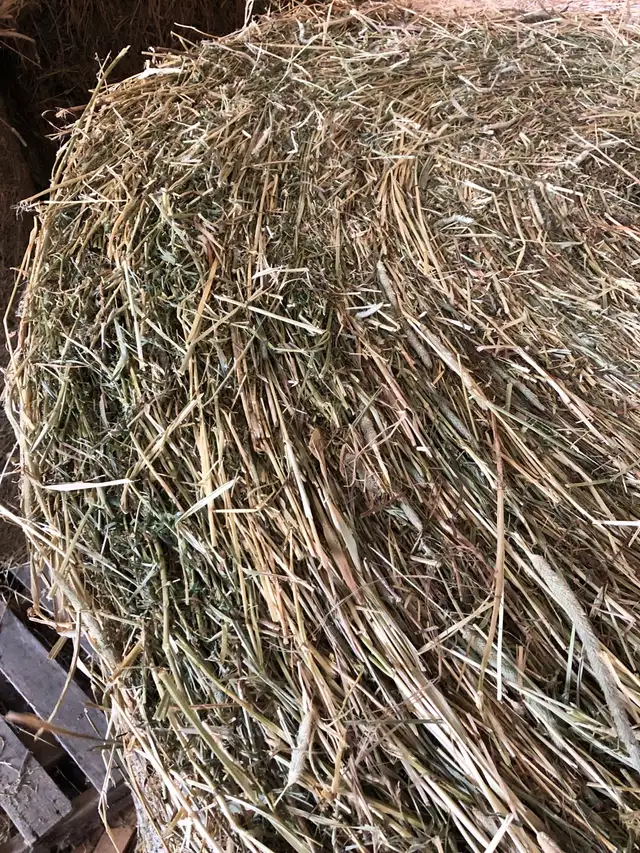 hay 4x5 round in Livestock in Hamilton - Image 3