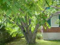 Butternut Trees (White Walnut) Endangered Species