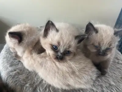 ✨ Persian Ragdoll Kittens ✨, View more