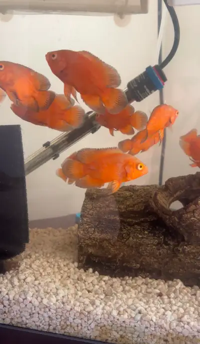 RARE Fiery Orange Oscar Cichlid, View more