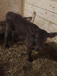 Heifer calf for sale