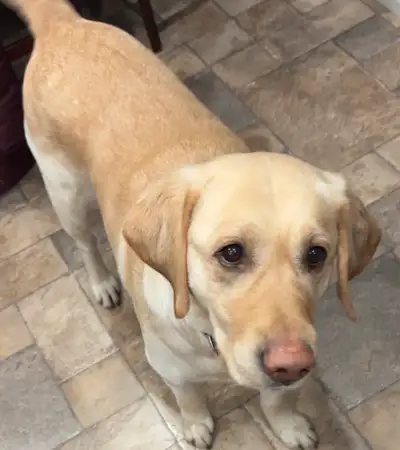 4 year old lab for Rehoming, View more