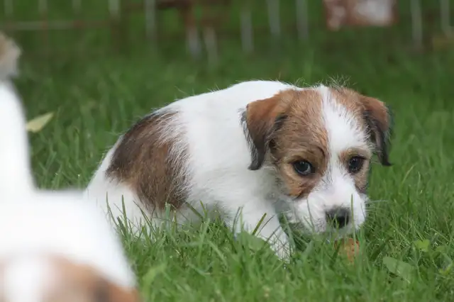 CKC REGISTERED (JACK) RUSSELL PUPPY. CHAMPION BLOODLINE in Dogs & Puppies for Rehoming in Chatham-Kent - Image 7