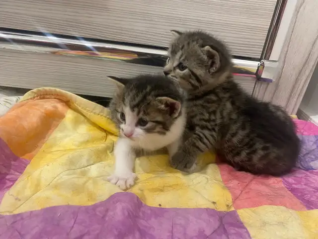 baby kitten