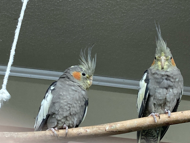 Young tamed gray cockatiels  in Birds for Rehoming in Vancouver - Image 3