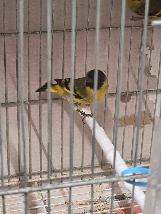 tarin magellan  dans Oiseaux à adopter  à Laval/Rive Nord - Image 2